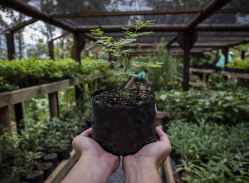 El 12 de octubre Colombia participará en La Gran Sembratón