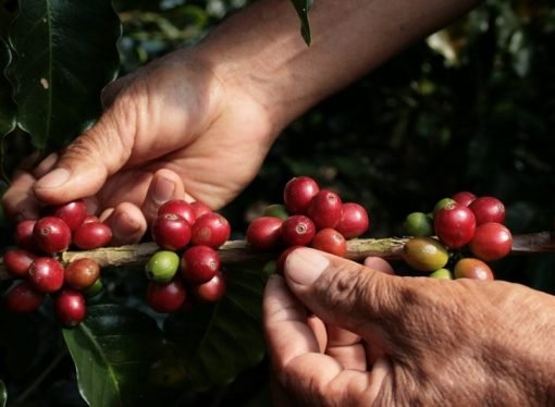 CRÓNICA DE GARDEAZÁBAL, PARA EL MAMÓN NO HAY LEY