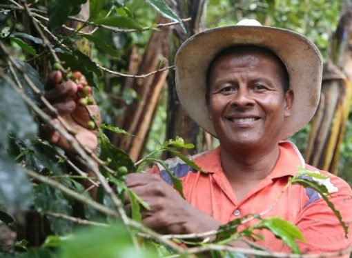Cafeteros: lo que ganan con buenos precios lo pierden con costo de insumos