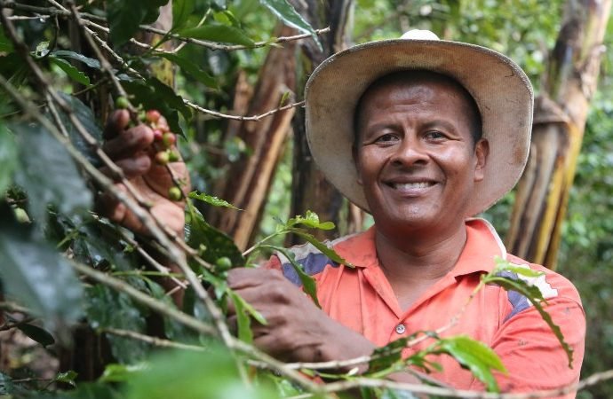 Cafeteros: lo que ganan con buenos precios lo pierden con costo de insumos