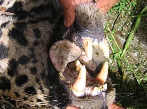 Es falso que un jaguar haya atacado personas y animales en Casanare