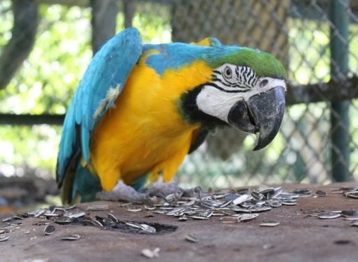 Aves serán liberadas