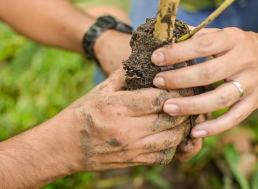 Más de 37 mil árboles sembrará Cormacarena en octubre