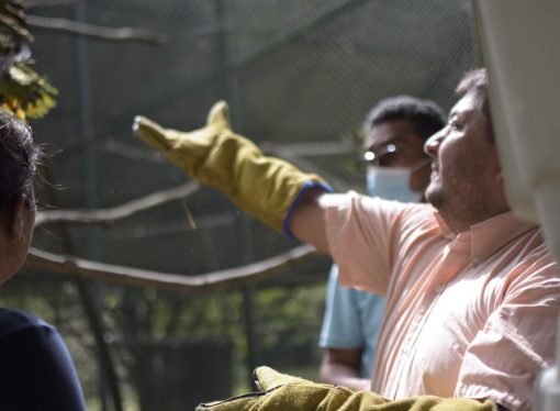Corporinoquia sigue siendo referente en rescate, rehabilitación y liberación de espacies silvestres de Colombia