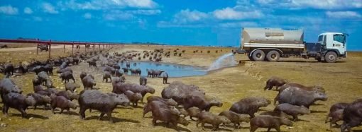 Casos de dengue disminuyen en Casanare