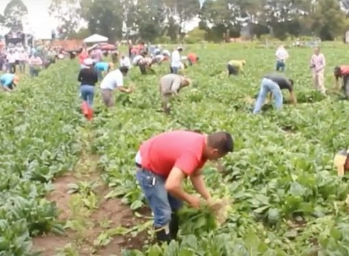 CRÓNICA DE GARDEAZÁBAL POR FIN ACABARÁN CON LOS CAMPESINOS