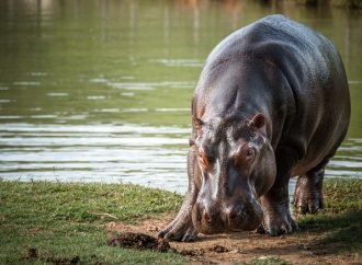 Hipopótamo declarado especie invasora en Colombia
