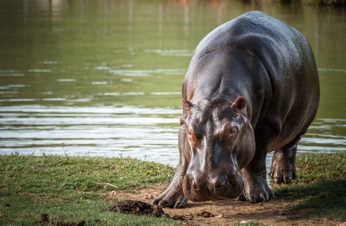 Hipopótamo declarado especie invasora en Colombia