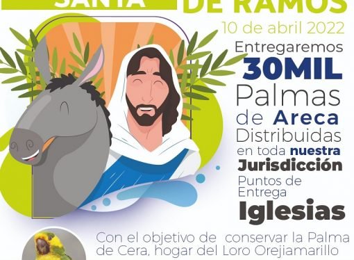 36.200 plántulas de palma se entregará cera este Domingo de Ramos