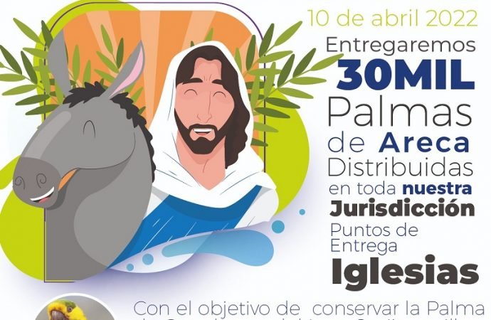 36.200 plántulas de palma se entregará cera este Domingo de Ramos