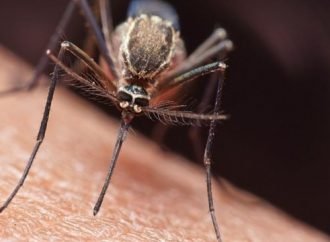 8 municipios de Casanare en epidemia por dengue