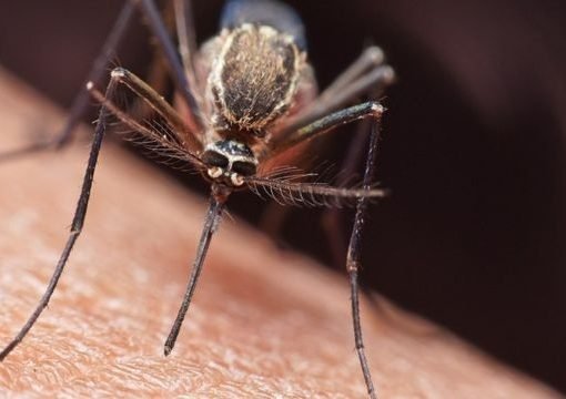 8 municipios de Casanare en epidemia por dengue