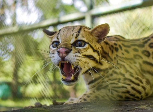 163 animales fueron liberados