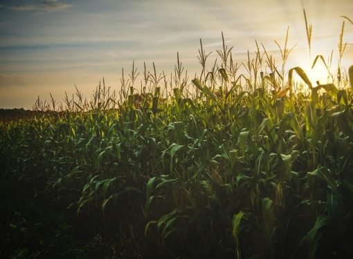 Campañas presidenciales poco hablan de Medio Ambiente