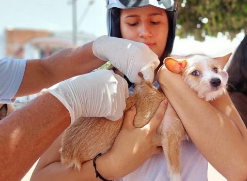 Más de 160 “peluditos” fueron vacunados contra la rabia