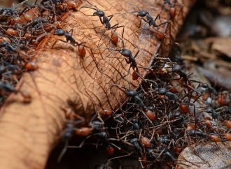 CRÓNICA DE GARDEAZÁBAL, LLEGAN LAS TAMBOCHAS