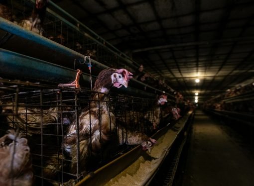 Gallinas ponedoras enjauladas sufren vidas de intenso temor