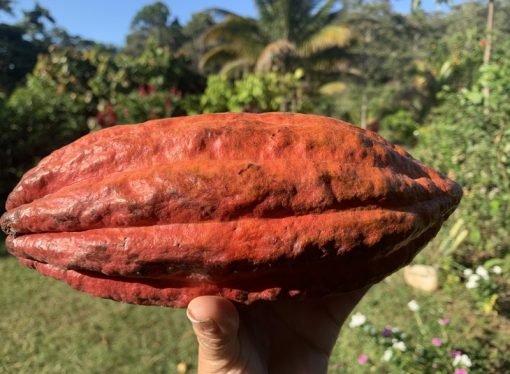 De desplazados a productores de Cacao