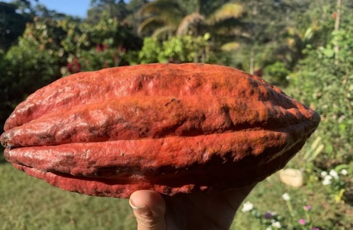 De desplazados a productores de Cacao