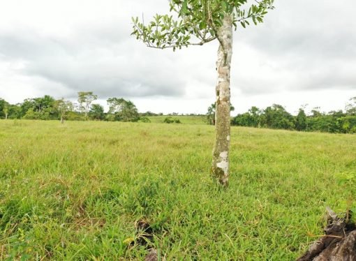 Familia recupera predio luego de 17 años