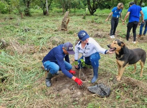 Sembratón de árboles en el Parque la Iguana de Yopal