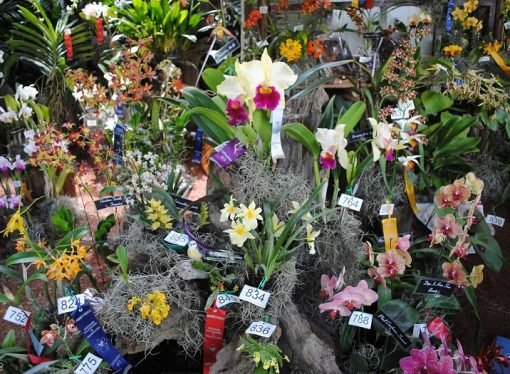 CRÓNICA DE GARDEAZÁBAL, SOY ORQUIDIOTA