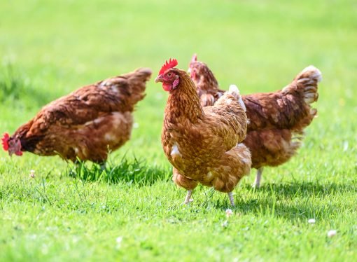 Empresas comprometidas con la protección animal