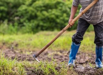 Entre heladas y créditos se ahogan los campesinos y agricultores