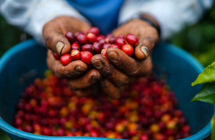 CRÓNICA DE GARDEAZÁBAL, LA MORELLI A FEDECAFÉ