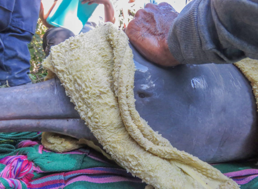 Dos toninas rescatadas