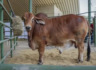 Todo listo para apertura a Expo Llanos Casanare 2023