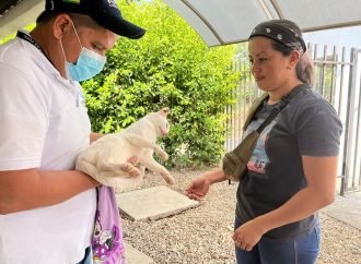 Jornadas de esterilización para mascotas en Yopal