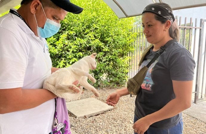 Jornadas de esterilización para mascotas en Yopal