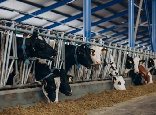 Falta de políticas para prevenir inversiones en crueldad animal