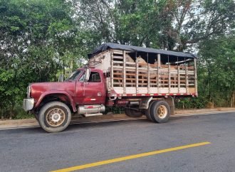 Ocho caballos fueron incautados en Aguazul, Casanare