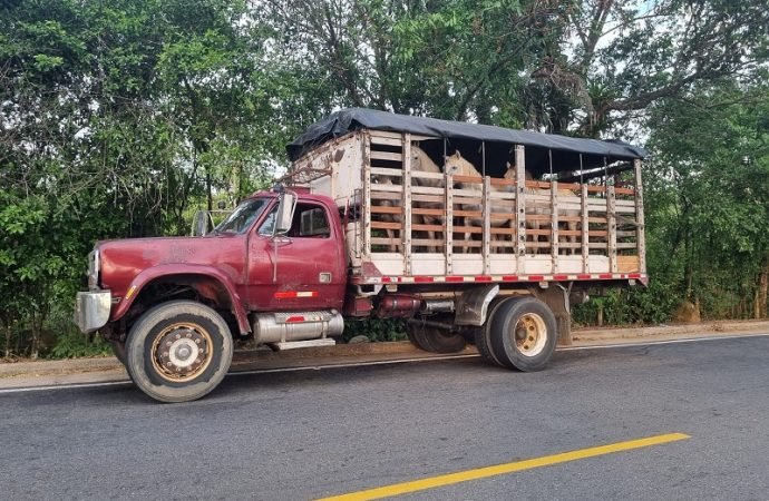 Ocho caballos fueron incautados en Aguazul, Casanare