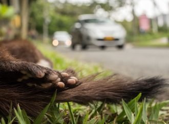 Conductores a prevenir el atropellamiento de fauna silvestre