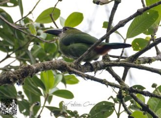 Avistamiento de aves en Casanare, un atractivo para el mundo