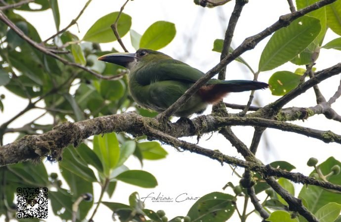 Avistamiento de aves en Casanare, un atractivo para el mundo