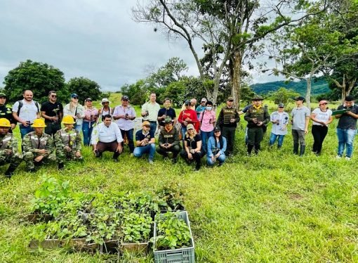50.000 árboles se “sembrarán para armonizar la vida y la naturaleza”, en predios restituidos del Meta