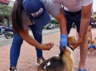 Más de 19 mil mascotas han sido vacunados contra la rabia durante en Yopal