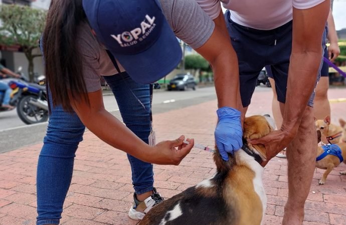 Más de 19 mil mascotas han sido vacunados contra la rabia durante en Yopal