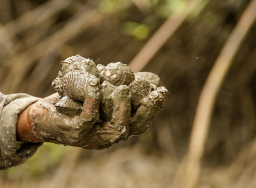 Mujeres Piangüeras del Pacífico Colombiano: Guardianas de la Biodiversidad Costera y la Sostenibilidad Ambiental