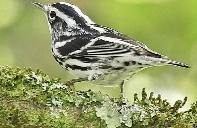 Se busca proteger las reservas naturales en Colombia y fortalecer la conservación de la biodiversidad