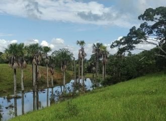 Justicia ordena restituir 305 hectáreas en el Meta