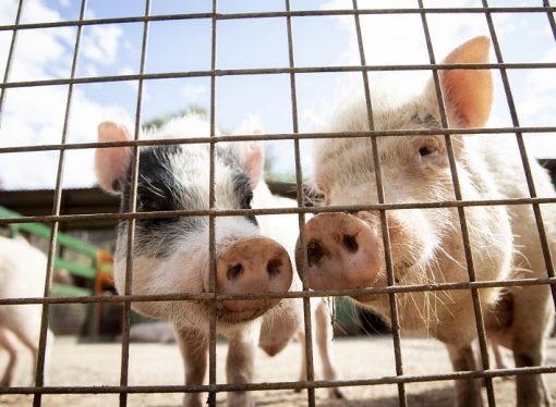 ¿Por qué queremos a algunos animales y a otros los comemos?
