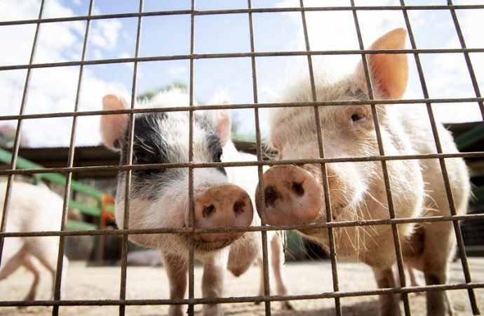 ¿Por qué queremos a algunos animales y a otros los comemos?