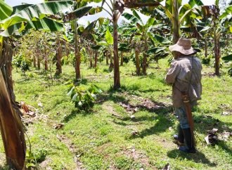 Familia campesina comercializó plátano, cosechado en tierras restituidas de El Castillo, Meta