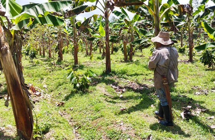 Familia campesina comercializó plátano, cosechado en tierras restituidas de El Castillo, Meta