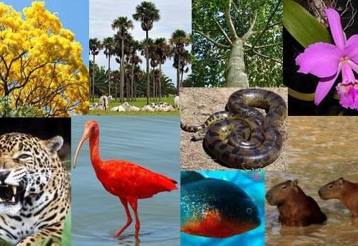 La Orinoquía, un paraíso de nuestro planeta